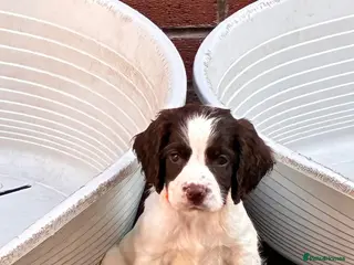 English Springer Spaniel dogs 3 DOGS 1 BITCH READY TO GO THIS WEEKEND - Advert 6