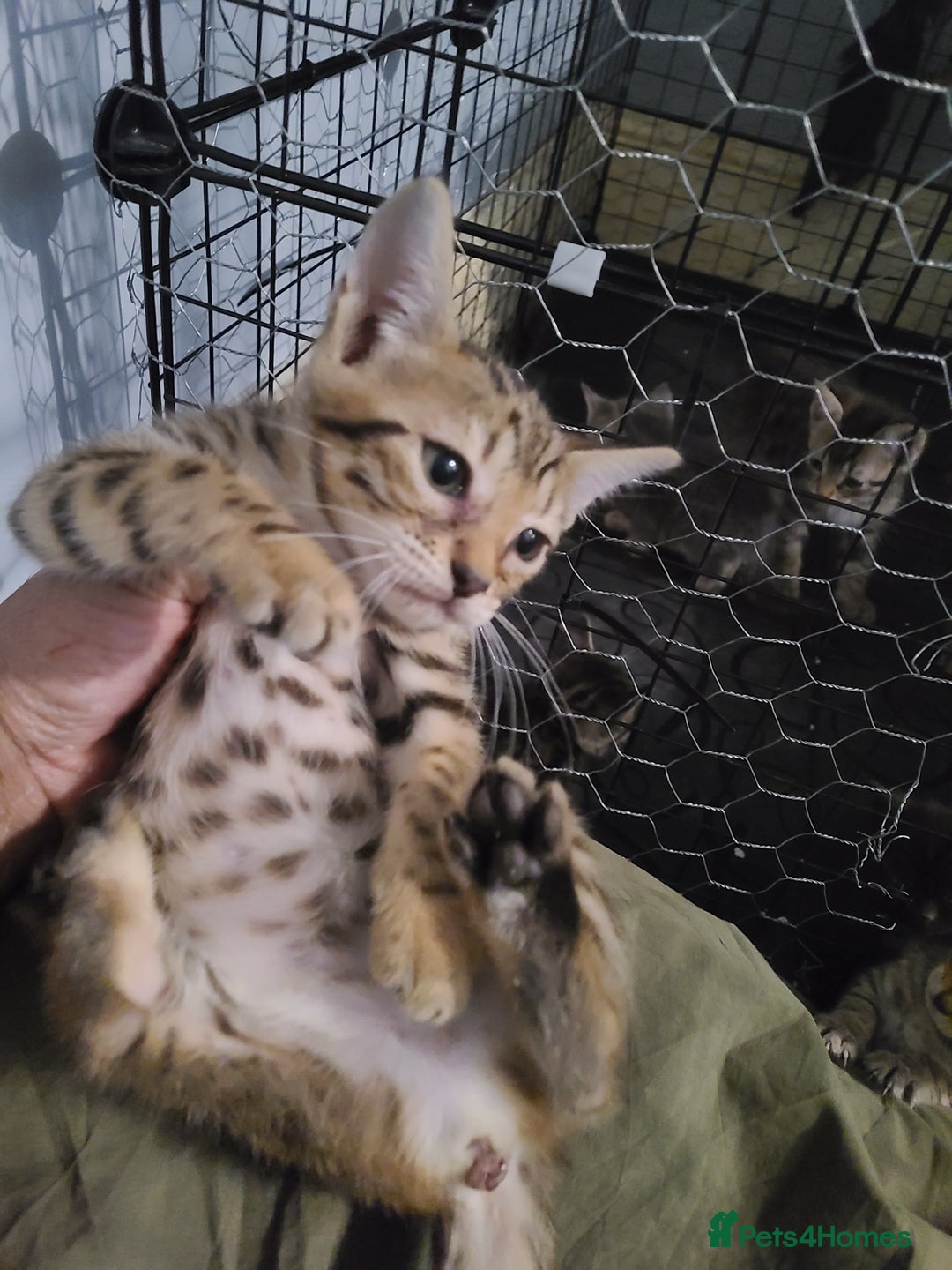 Ragdoll cats for sale: Kittens for sale - Image 18