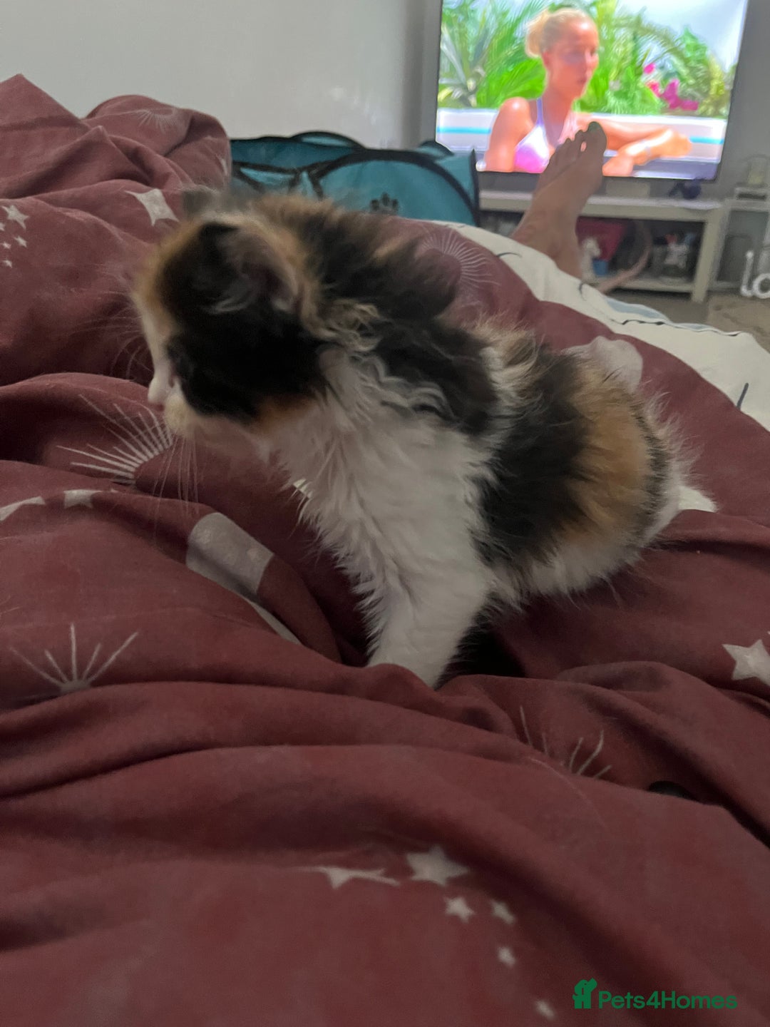 Maine Coon cats for sale: Mainecoon cross kittens - Image 21