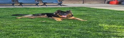 German Shepherd dogs for sale: German Shepherd Puppies for Sale in Sevenoaks - Advert 2