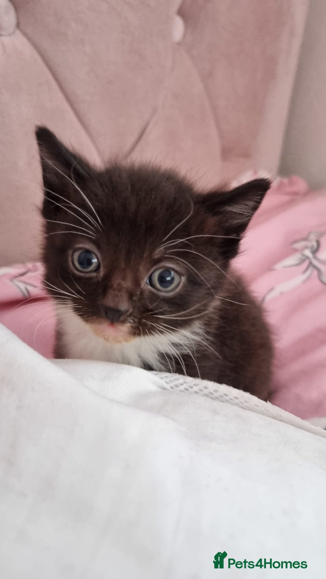 Mixed Breed cats for sale: 5 lovely kittens for sale😻 Ready from now  - Advert 9