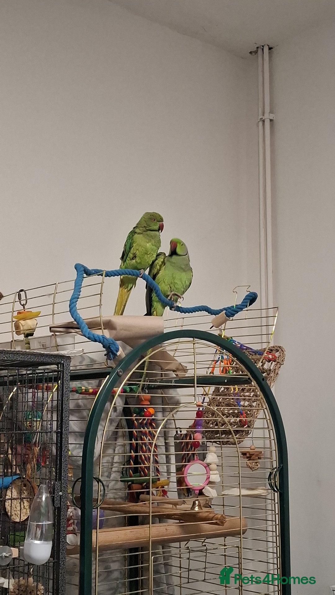 Ringnecks birds for sale: Pair Indian Ringneck - Advert 1