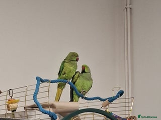 Ringnecks birds Pair Indian Ringneck - Advert 1
