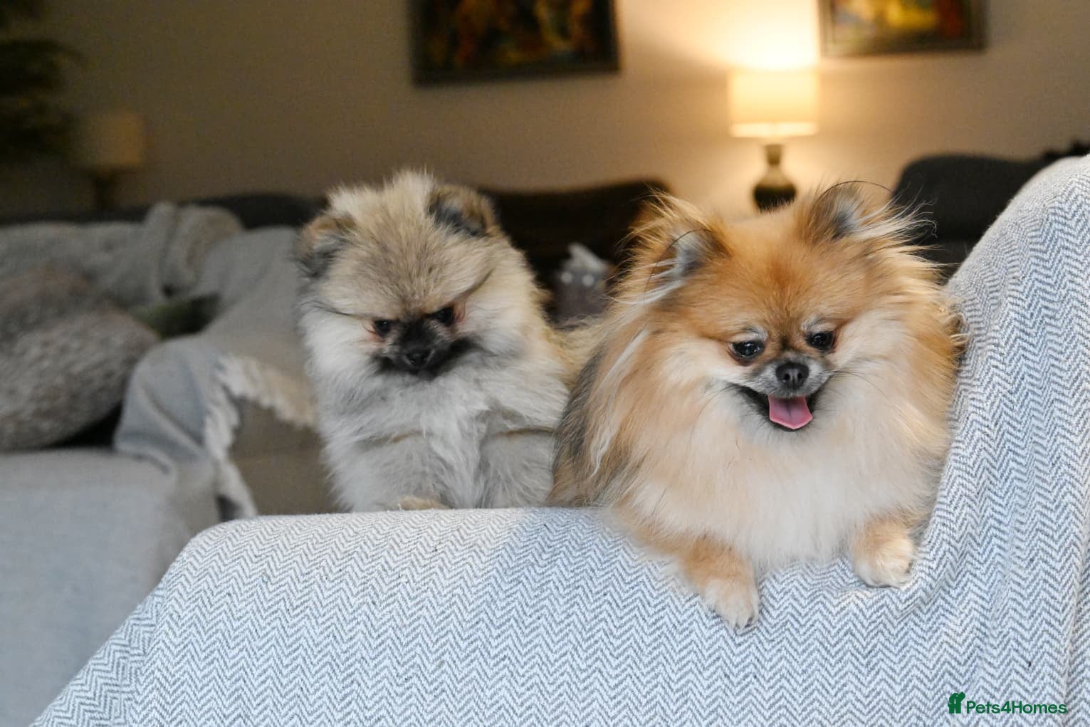 Pomeranian dogs Gorgeous small Pomeranian puppies 🧸  - Advert 6