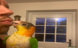 Parrots birds for sale: Yellow Thighed Caique - Image 4