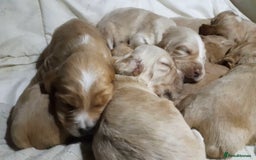 Sprocker dogs for sale: Sprocker x Cocker Puppies - Advert 6