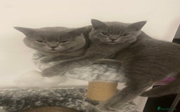 British Shorthair cats for sale: 🐾💙 Beautiful Blue British Shorthair Queen 💙🐾 - Image 4