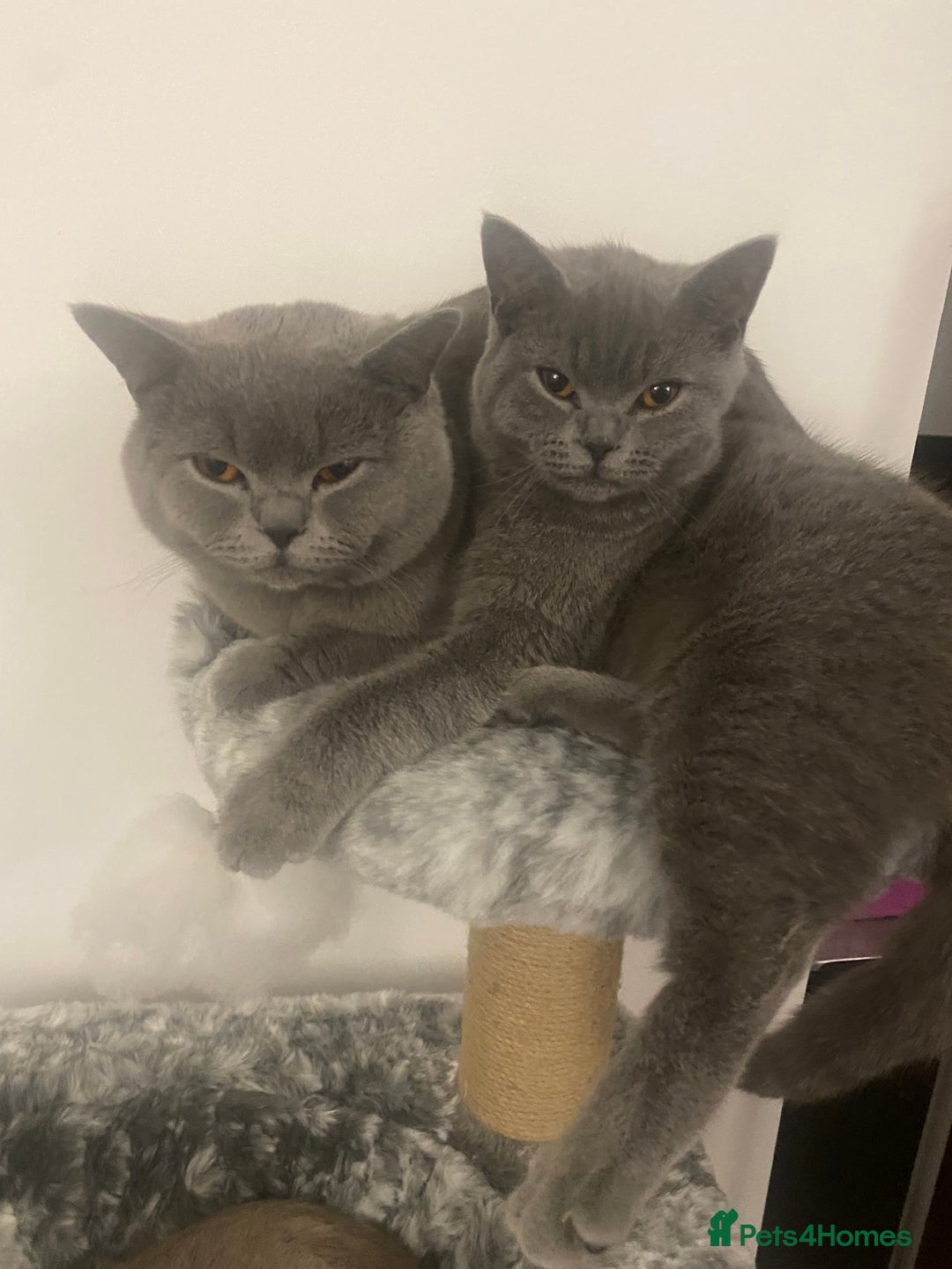 British Shorthair cats for sale: 🐾💙 Beautiful Blue British Shorthair Queen 💙🐾 - Image 4