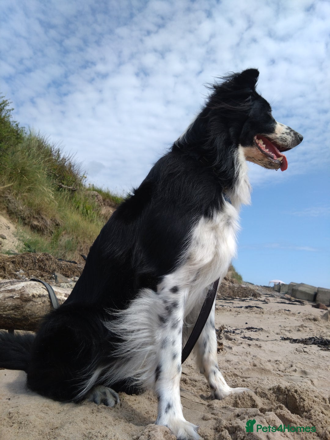 Border Collie dogs for sale: Digby - 5 Year Old Neutered Male Border Collue - Image 4