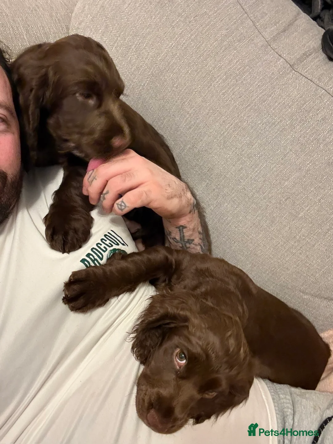 Cocker Spaniel dogs for sale: Cocker spaniel puppy’s  - Advert 22