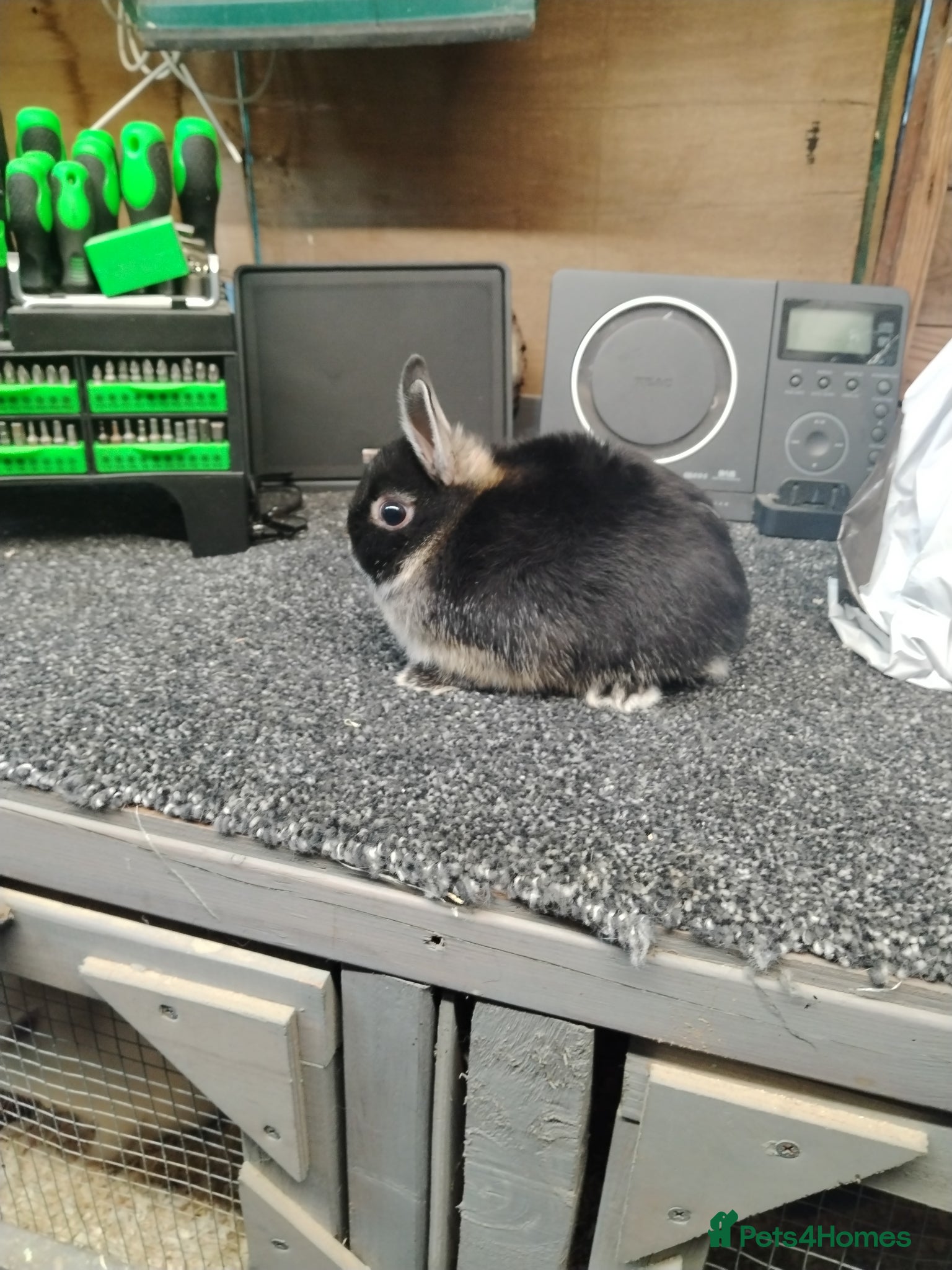 Netherland Dwarf rabbits Baby black otter Netherlands dwarfs  - Advert 17