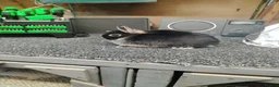 Netherland Dwarf rabbits for sale: Baby black otter Netherlands dwarfs  - Advert 1