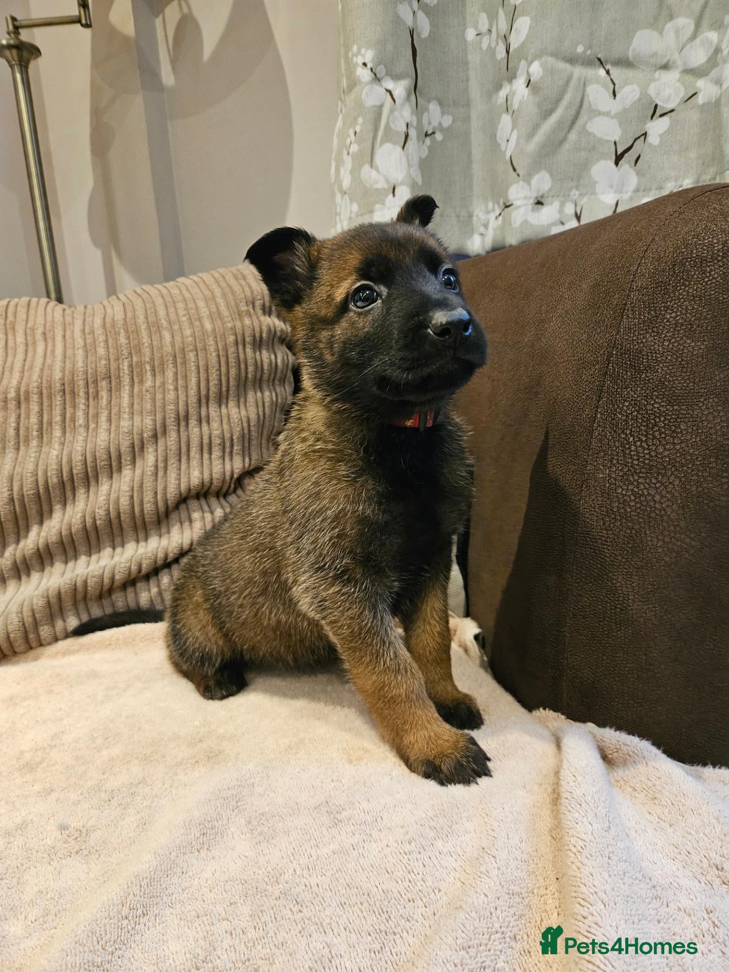 Mixed Breed dogs for sale: German Shepherd x Belgian Malinois - Advert 2