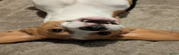 Beagle dogs for stud: Baxter - 2 Year Old Beagle for Stud - Advert 3