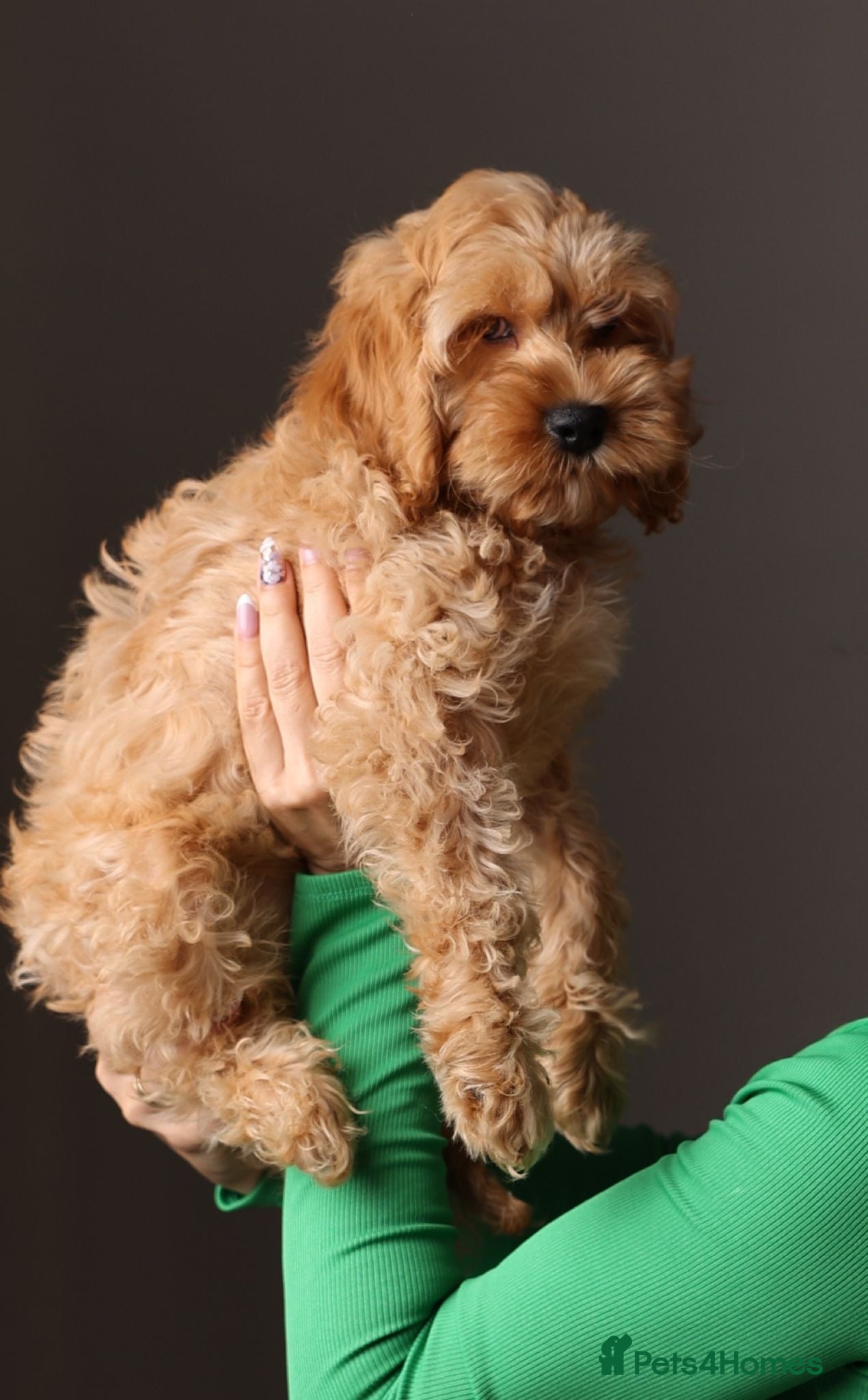 Cockapoo dogs American cockapoo from health tested parents - Advert 16