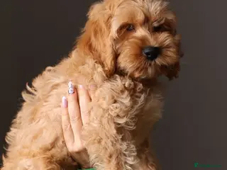 Cockapoo dogs American cockapoo from health tested parents - Advert 3