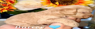 Cockapoo 6