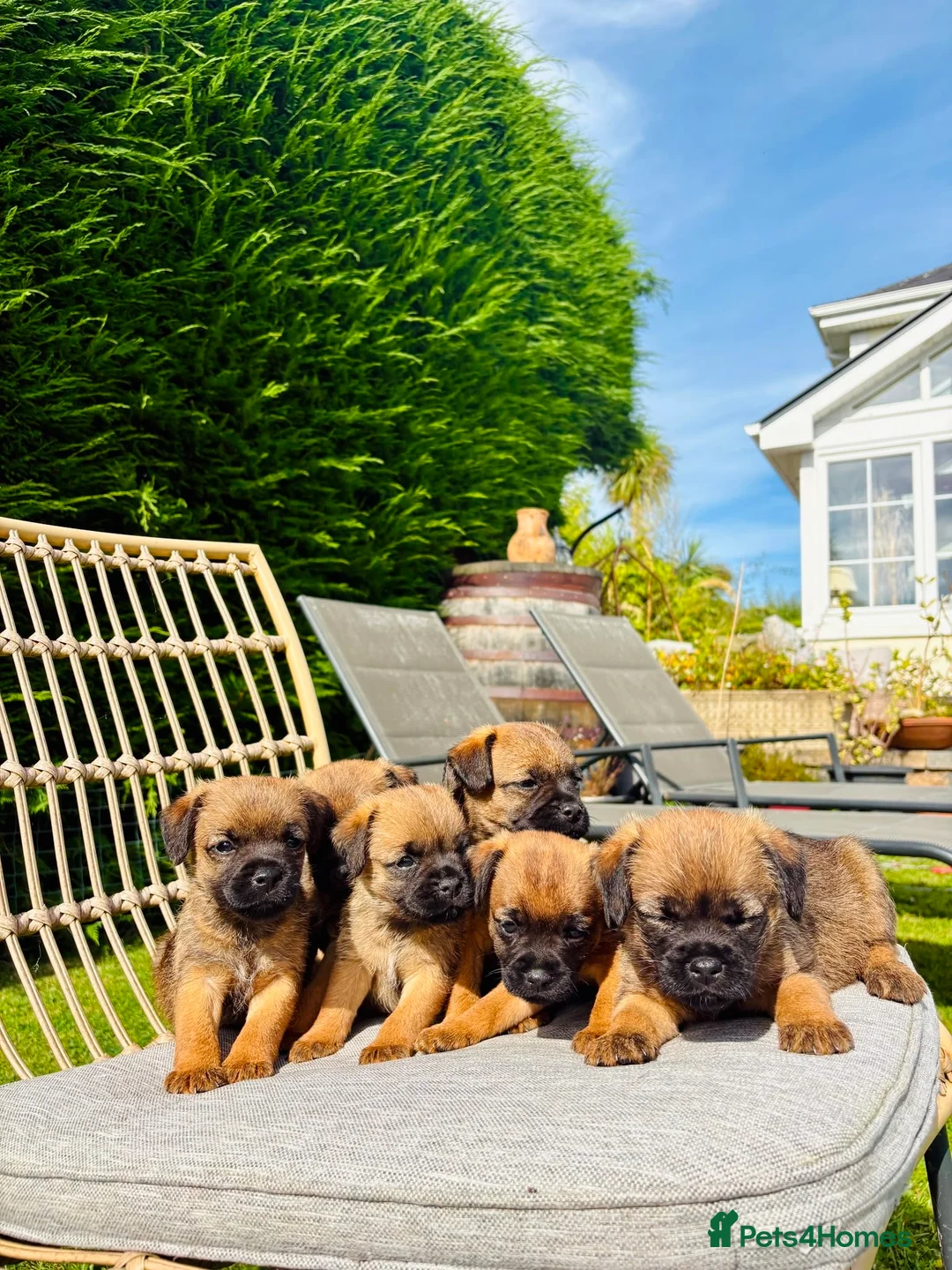 Border Terrier dogs for sale: KC registered high quality Border Terrier pups.  in Londonderry - Advert 1