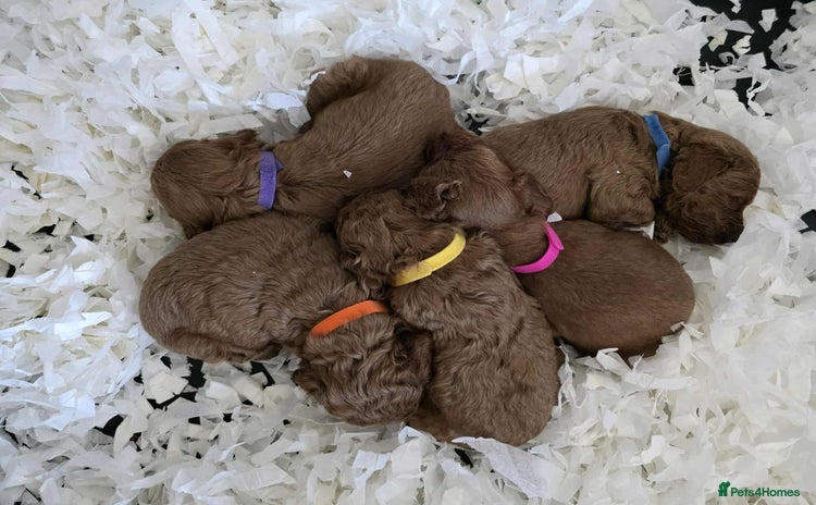 Goldendoodle dogs - Advert 1