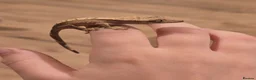 Gecko reptiles for sale: Baby crested geckos - Advert 6