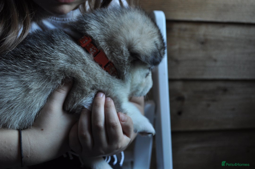 Alaskan Malamute dogs for sale: Alaskan Malamute Puppies - Advert 16