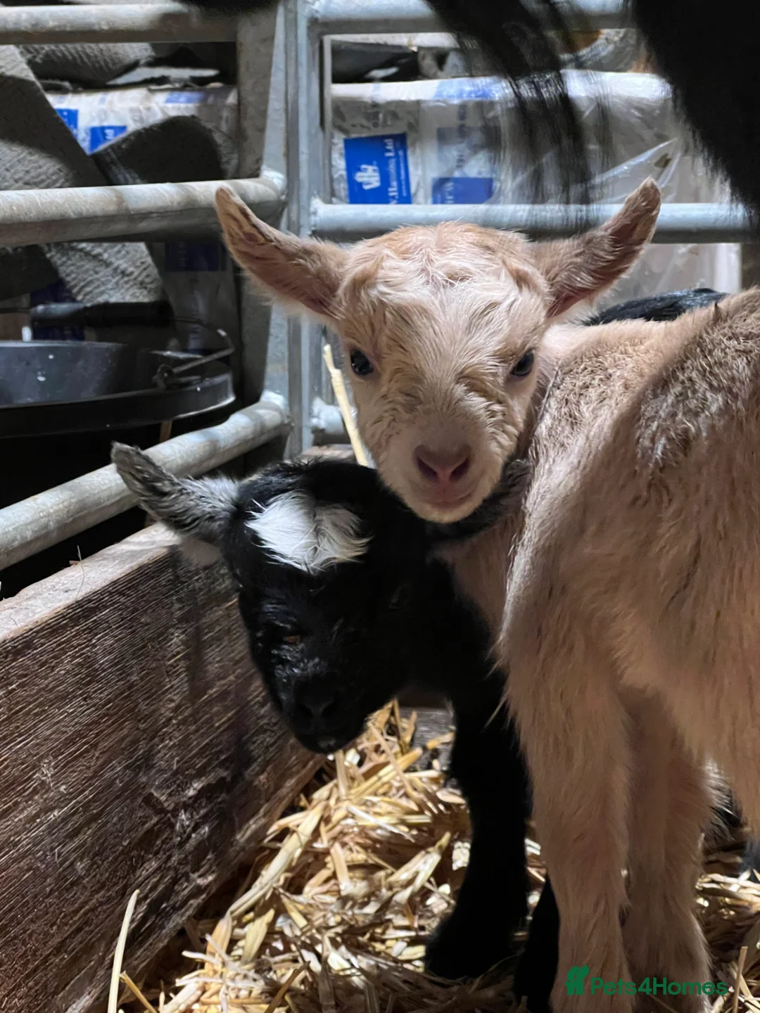 Goats livestock for sale: Pigmy goat kids for sale - Advert 2