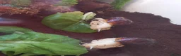Snails invertebrates for sale: 2 X Giant African Land Snails with enclosure. in New Milton - Advert 3