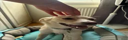 Mixed Breed dogs for adoption: Latte for adoption in Leigh-on-Sea - Advert 5