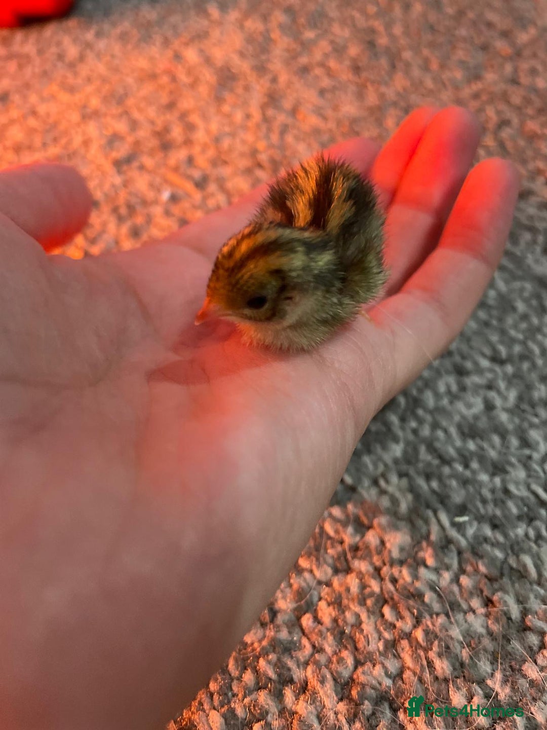 Quail poultry for sale: Button quails - Image 4