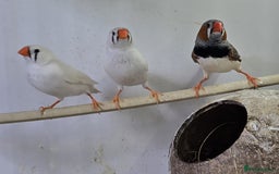 Finches birds for sale: Bengalese and zebra finch  - Image 9