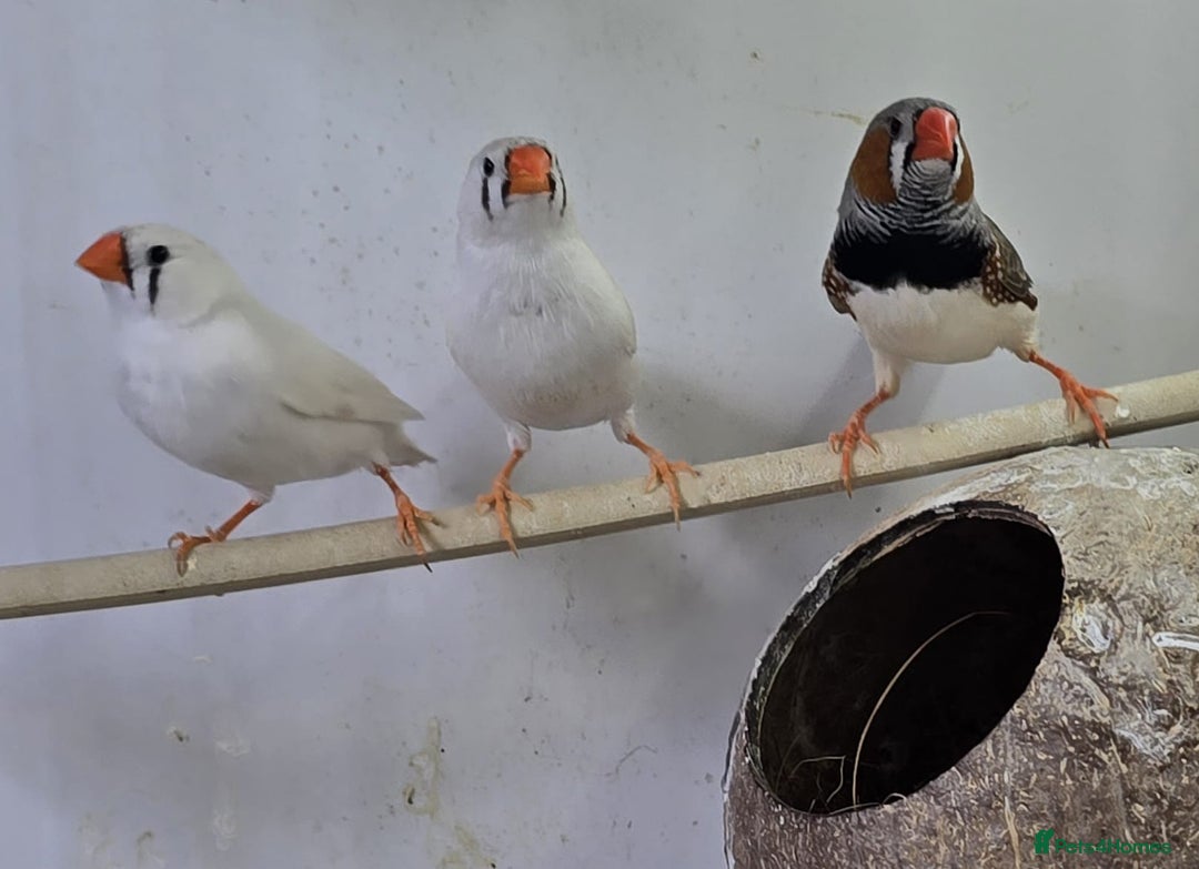 Finches birds for sale: Bengalese and zebra finch  - Image 9