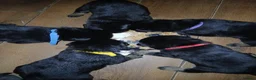 Mixed Breed dogs for sale: Shepweiler puppies  in Blaydon-on-Tyne - Advert 7