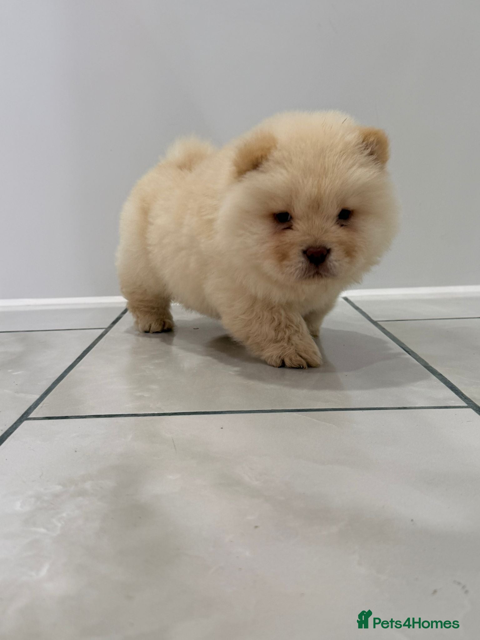 Chow Chow dogs READY TO LEAVE CHOW CHOW PUPS  - Advert 14