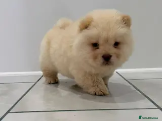 Chow Chow dogs READY TO LEAVE CHOW CHOW PUPS - Advert 14