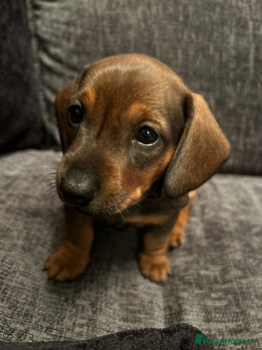 Dachshund dogs for sale: Two beautiful girl dachshunds for sale  - Image 1