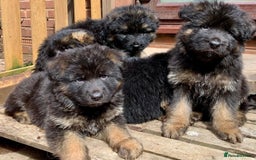 German Shepherd dogs for sale: German Shepard Long haired puppies - Image 29