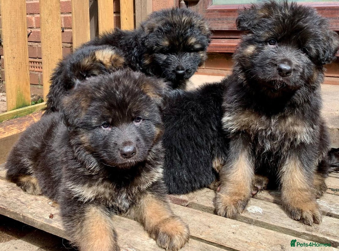 German Shepherd dogs for sale: German Shepard Long haired puppies - Image 29