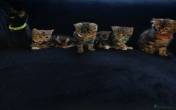 Mixed Breed cats for sale: Gorgeous mixed kittens  - Image 1