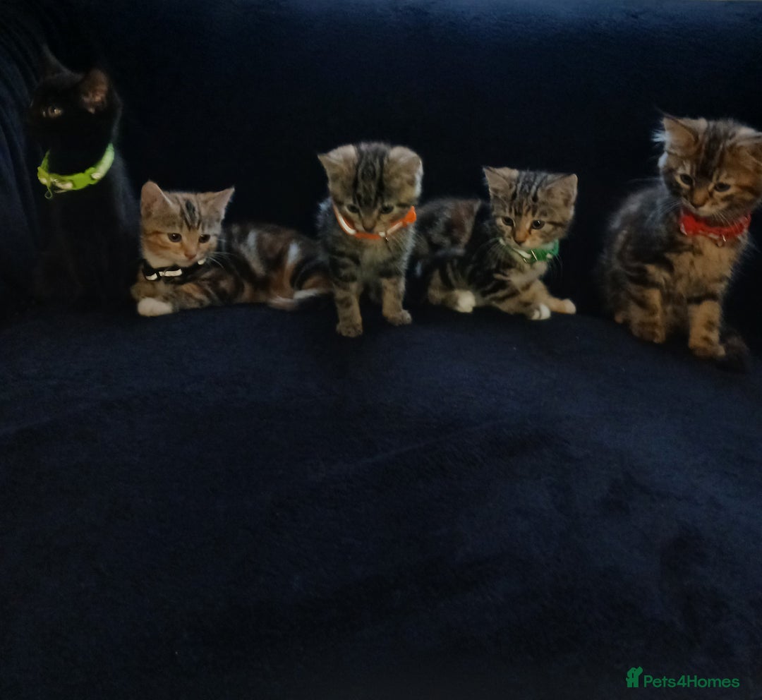 Mixed Breed cats for sale: Gorgeous mixed kittens  - Image 1