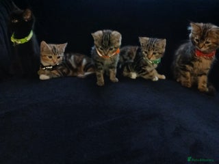 Mixed Breed cats - Advert 19