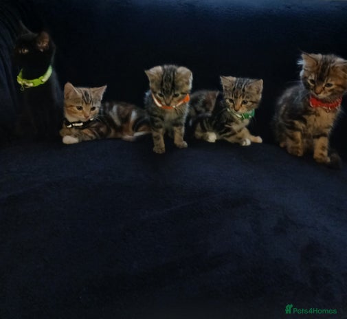 Mixed Breed cats - Advert 8