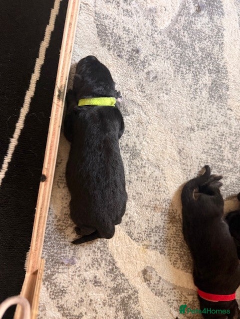 German Shepherd dogs KC reg strong GSD puppies from health tested lines - Advert 2