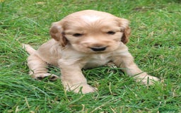 Cocker Spaniel dogs for sale: KC registered Cocker Spaniel puppies - Image 10