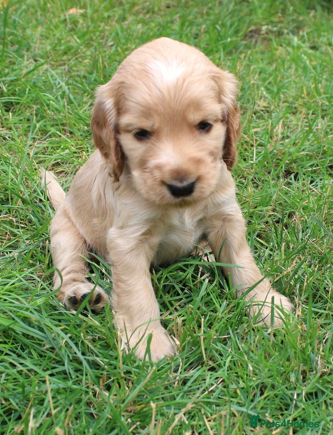 Cocker Spaniel dogs for sale: KC registered Cocker Spaniel puppies - Image 10