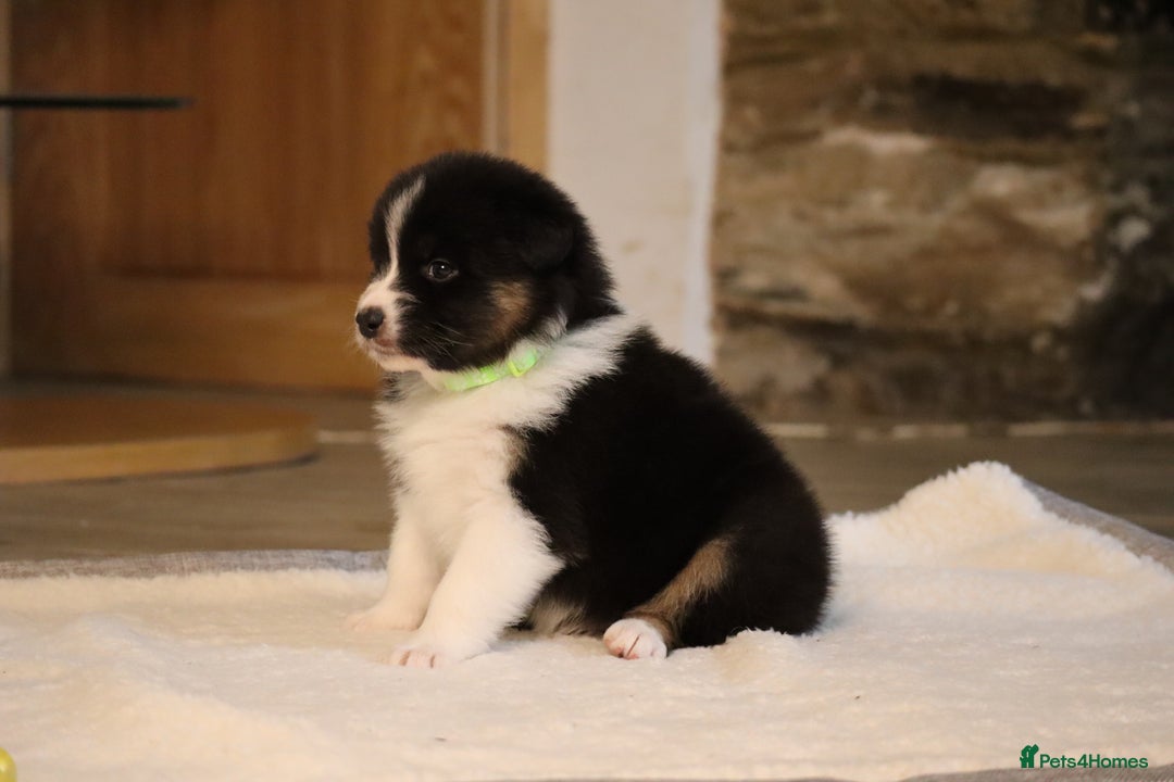 Australian Shepherd dogs for sale: Australian Shepherd Puppies  - Image 15