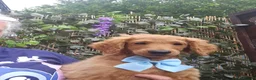 Cavapoo dogs for sale: 3 F1B Cavapoo Puppies Looking for Loving Homes - Advert 3