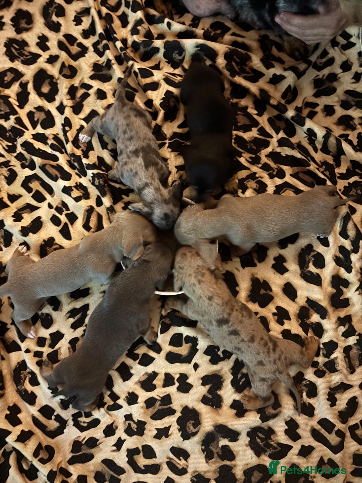 Miniature Dachshund dogs KC Miniture daschund short haired puppies - Advert 18