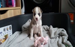 Siberian Husky dogs for sale: Husky puppies - Image 17