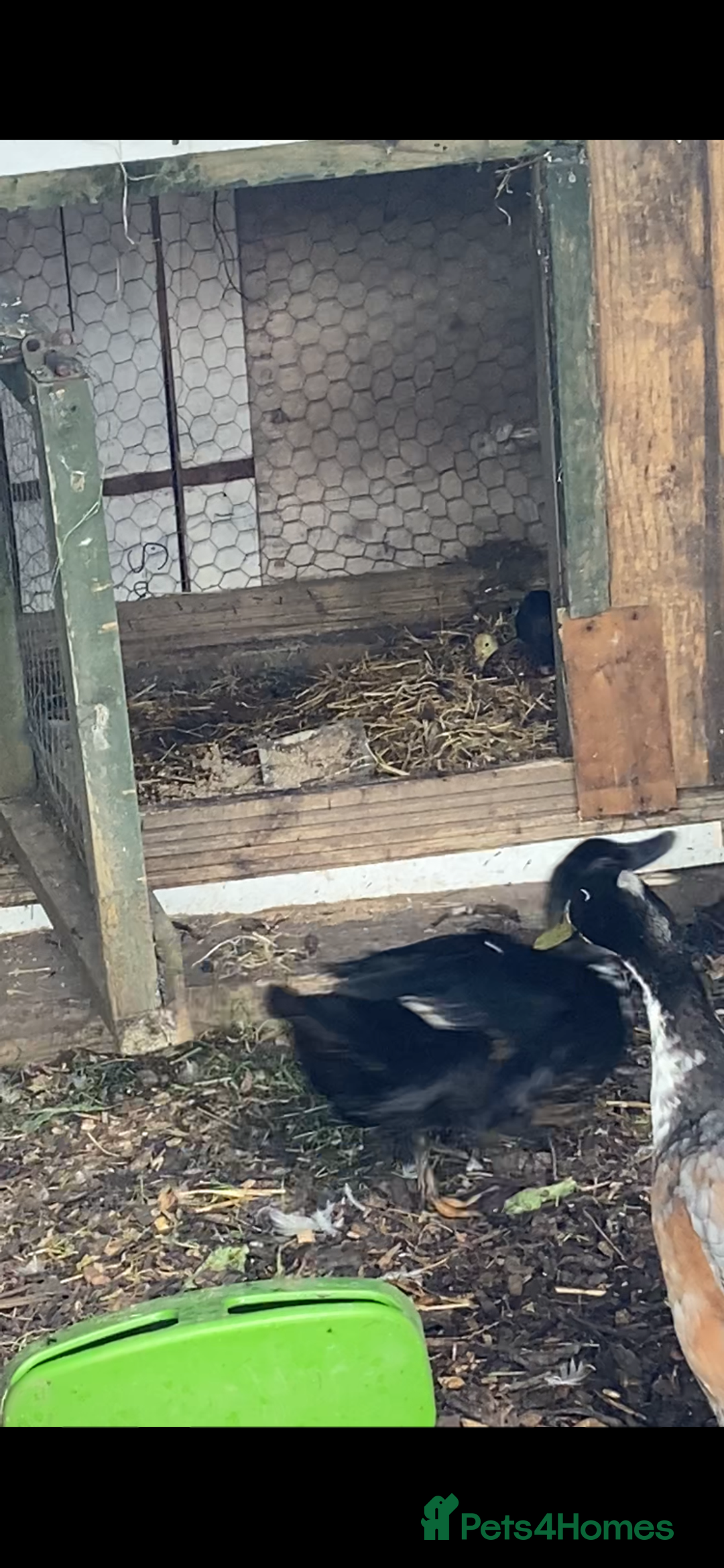 Ducks poultry for sale: Flock  - Advert 3