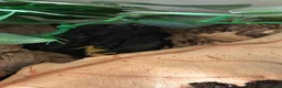 Scorpions invertebrates for sale: Male Asian Forest Scorpion in Woodbridge - Advert 5